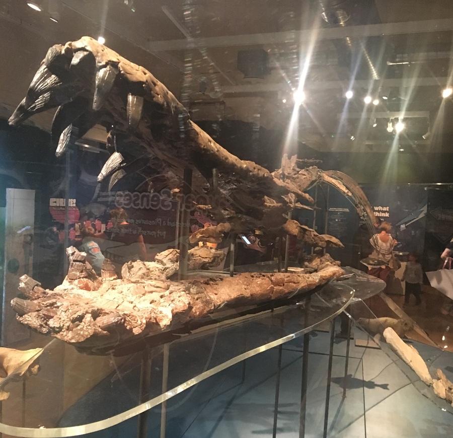 Mounted Pliosaurus skeleton displayed in a museum