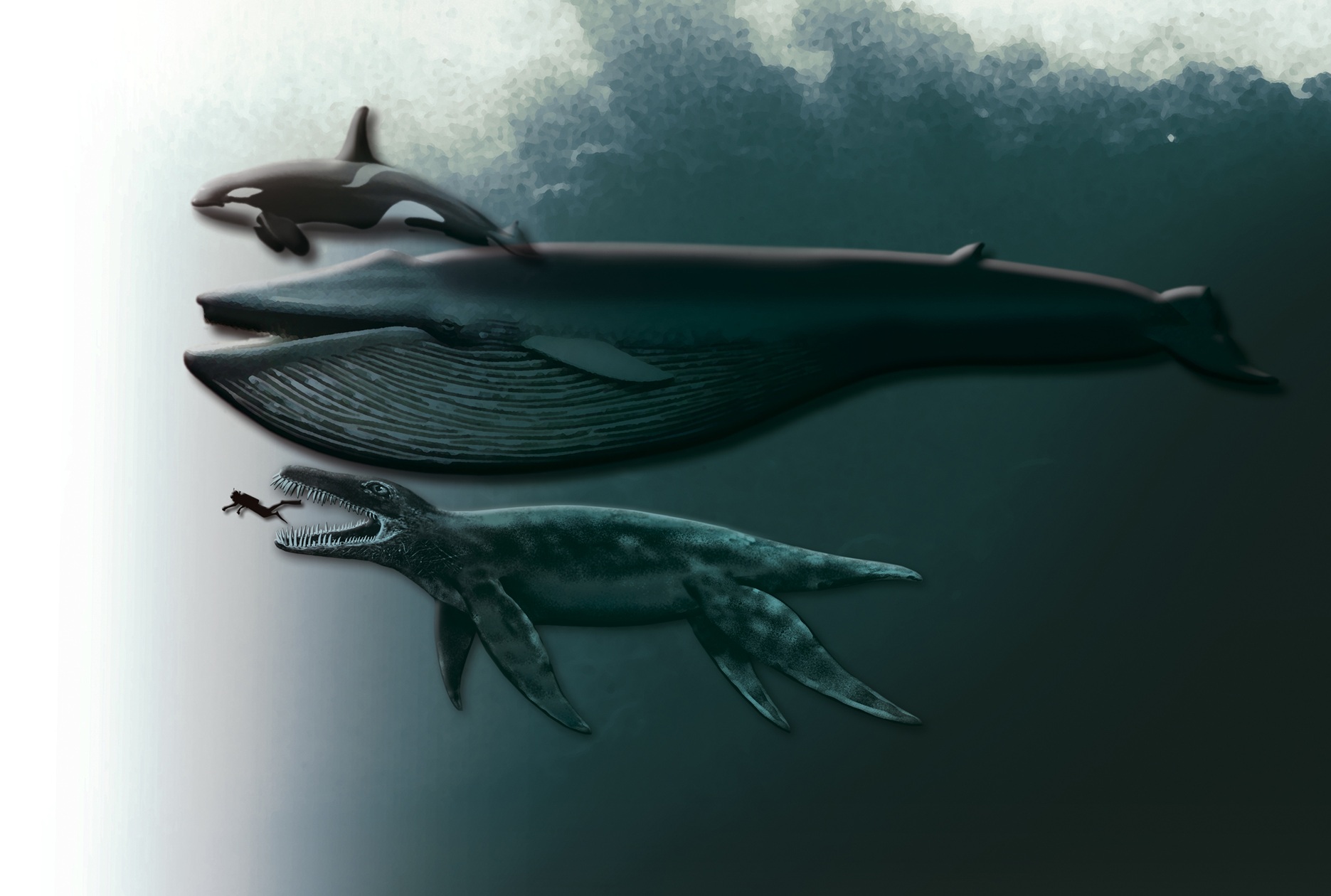Illustrative size comparison of an orca, blue whale, pliosaur and human diver